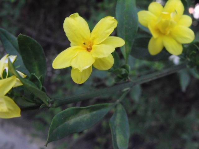 Jasminum mesnyi cv (Oleaceae)